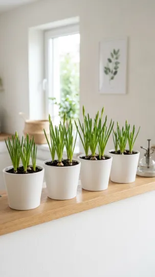 Minimalist White Pot Setup