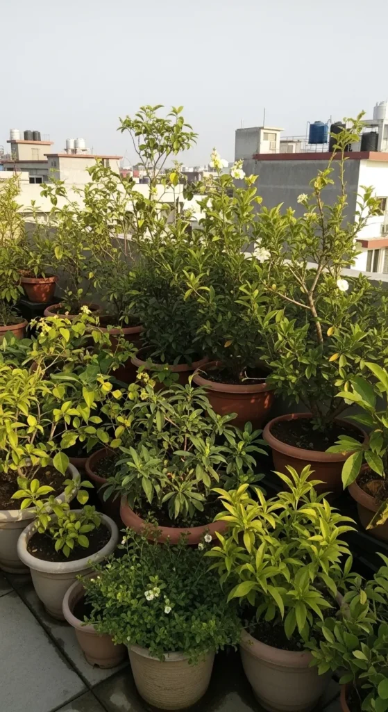 Potted Plants and Greenery